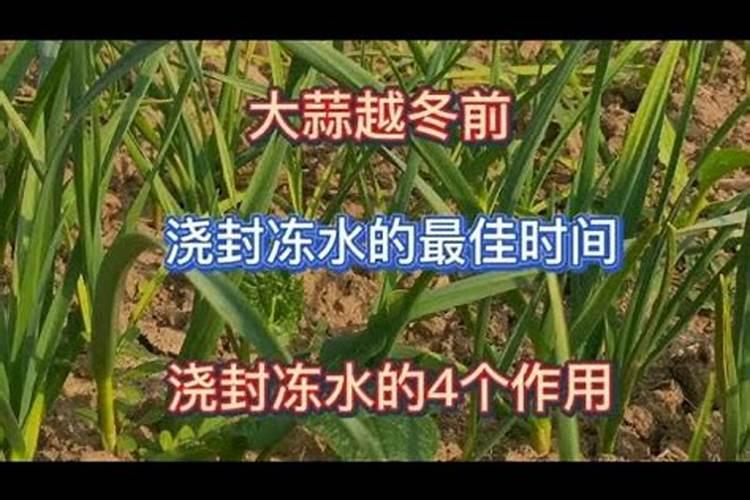 柿子树结柿子后用什么肥料膨果？