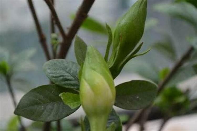 栀子花有了花苞老不开是什么原因 解决方法是什么