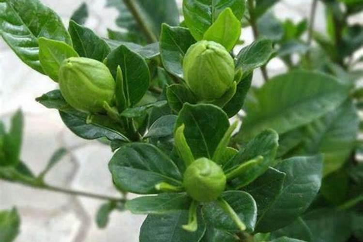 栀子花有花苞不开怎么回事 栀子花有花苞但不开花
