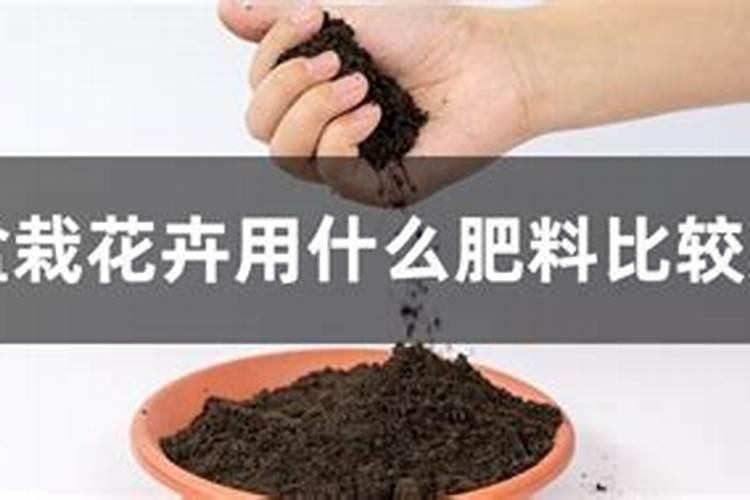 家庭养花用什么肥料最好