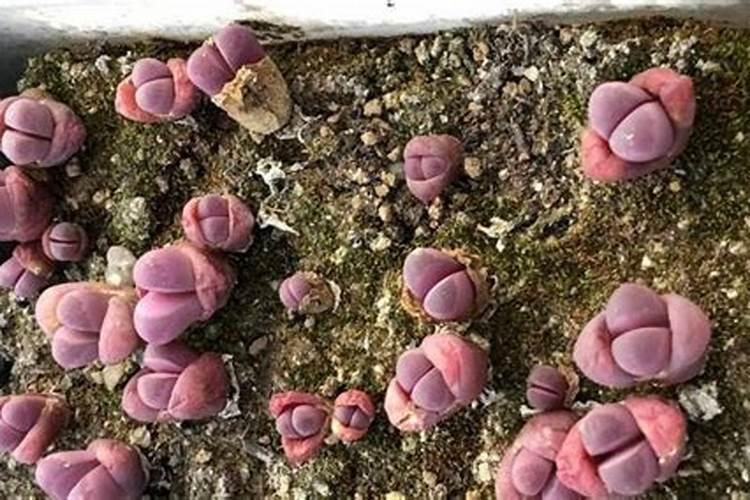 生石花养殖常见问题