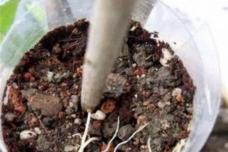 扦插的植物生根后,是否需要施肥？