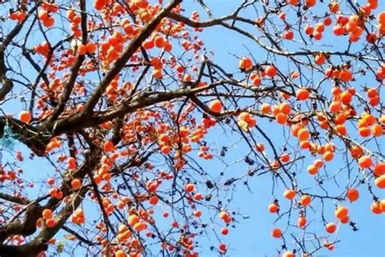 柿子缓苗水栽苗几天后浇水