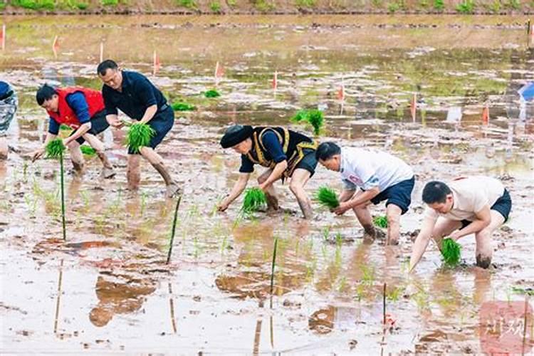 蔬菜出苗后多少天可以施肥