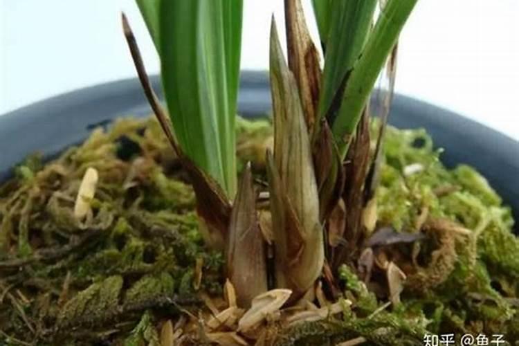 怎么促进兰花花芽分化？有没有人晓得？