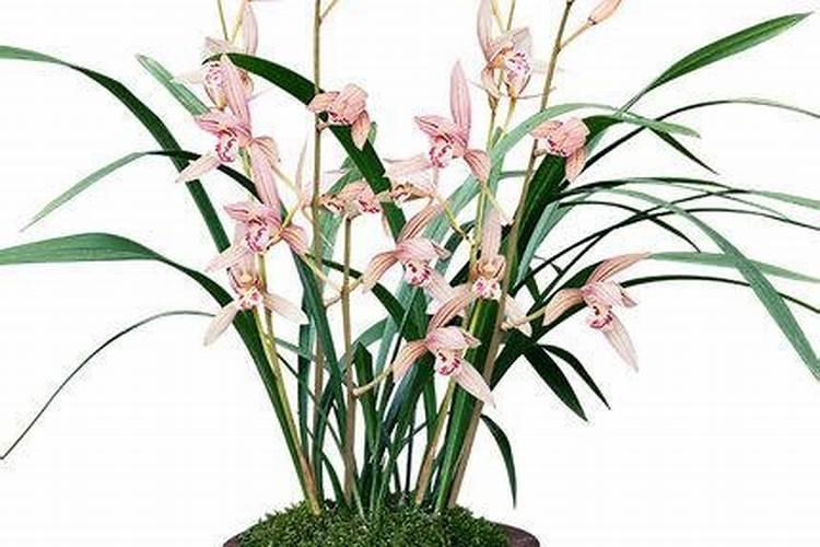 兰花如何养护？