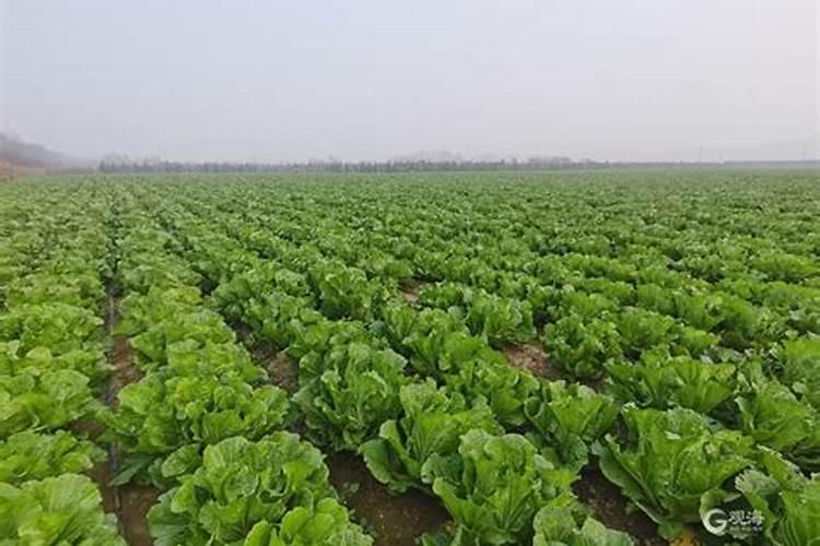 种白菜用什么肥料好