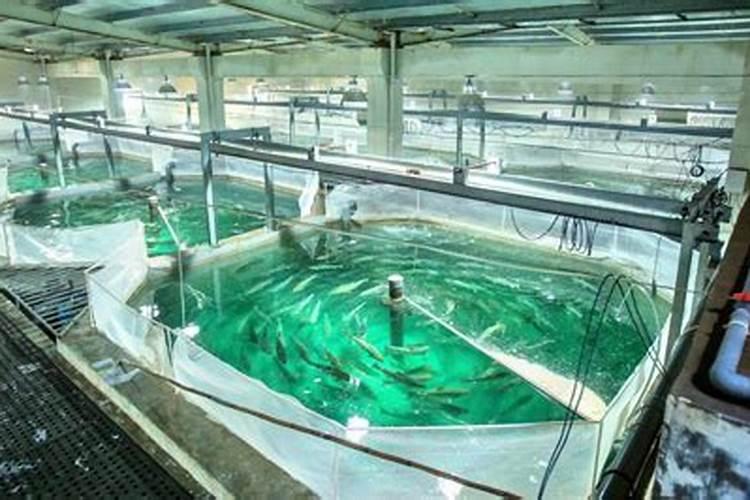 鱼蛋白肥料厂家前十名