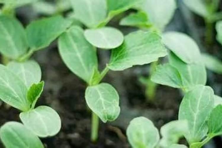 种西瓜需要什么肥料