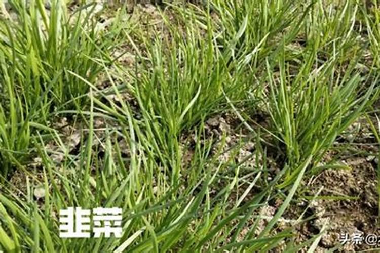 韭菜专用高产叶面肥什么时候用？韭菜黄叶死苗怎么解决？