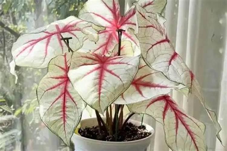 水培植物冬天怎么养？