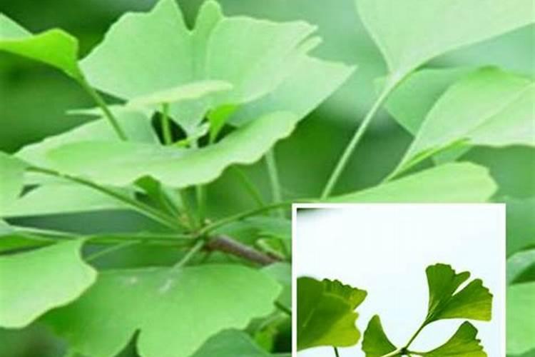 叶用银杏品种怎样选择？