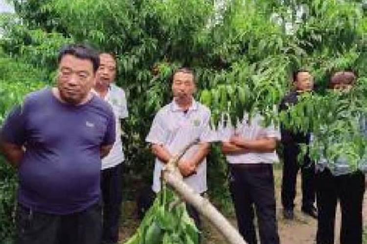 玉米喷苗后除草剂怎么数叶片？