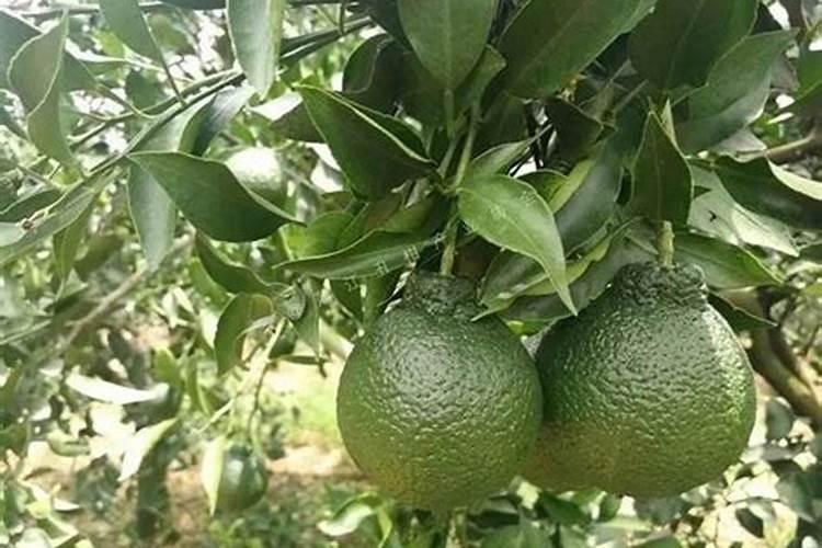 柑橘能使用红糖快速转色方法