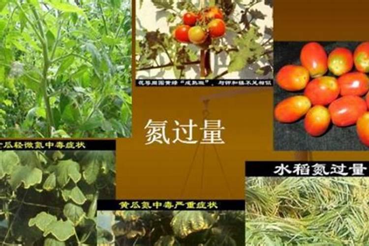 豆饼肥属于氮肥还是磷钾肥