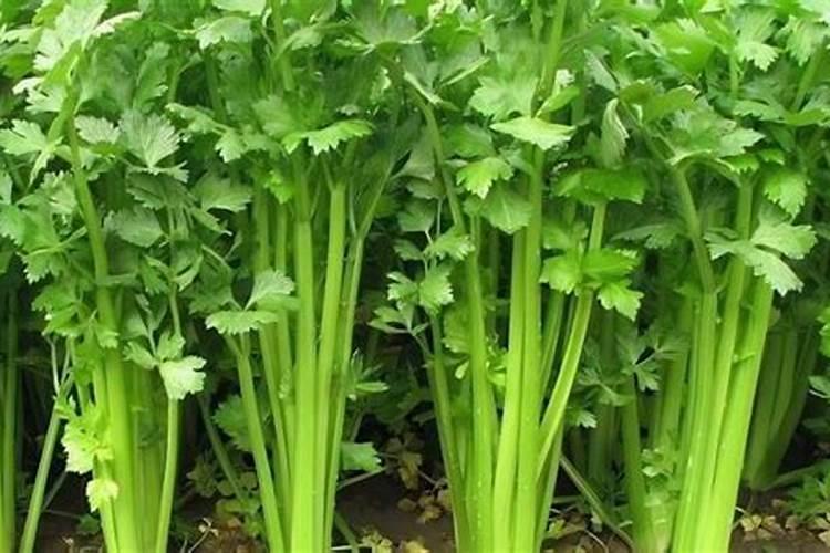 芹菜用什么肥料长的快