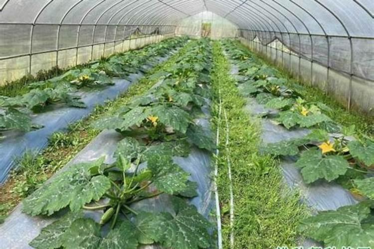 日光温室早春茬西葫芦如何进行水肥管理？