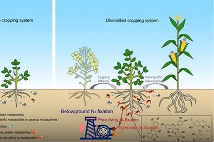 豆科植物本身可以固氮吗