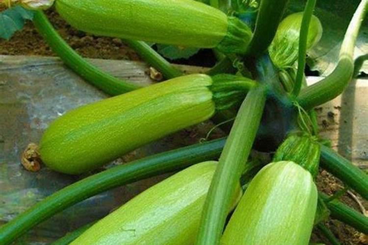 西葫芦怎么种才最好 西葫芦的种植方法