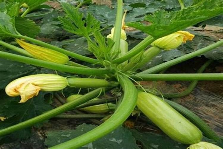 西葫芦露天种植怎么浇水施肥最好