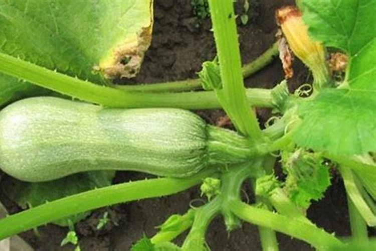 日光温室早春茬西葫芦如何进行水肥管理？