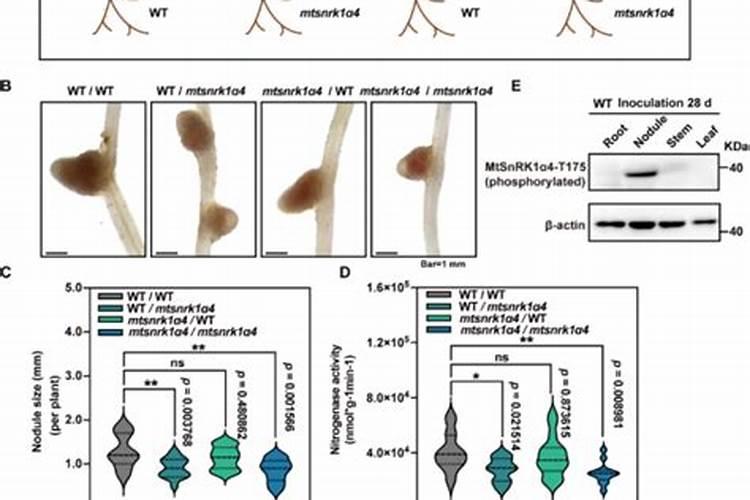 豆科植物不需要氮肥的原因