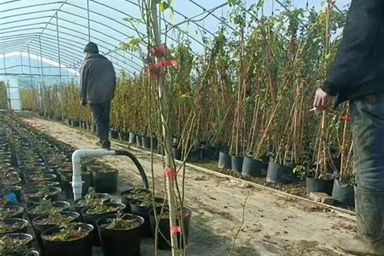 豆角施什么肥料最好