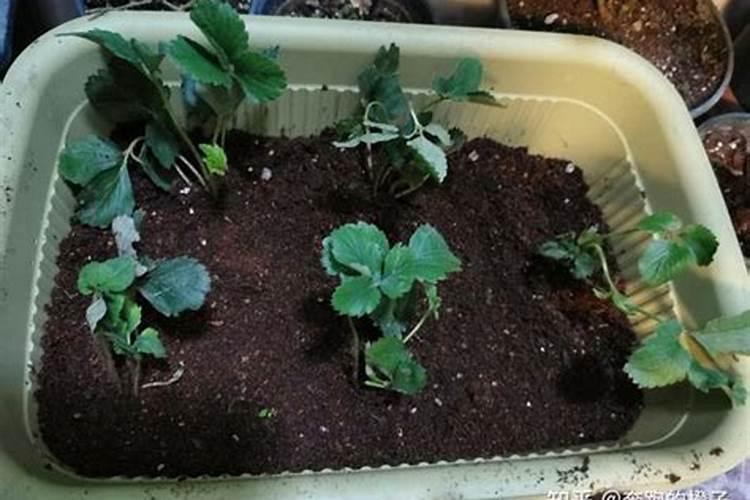 蓝莓温室大棚温度如何调控？来年多开花多结果!