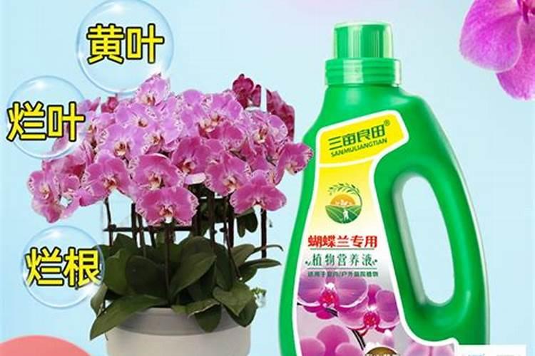 夏季给绿化植物浇水的最佳时间是什么时候