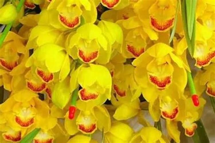 花生生长发育对营养的要求,高产施肥用什么好