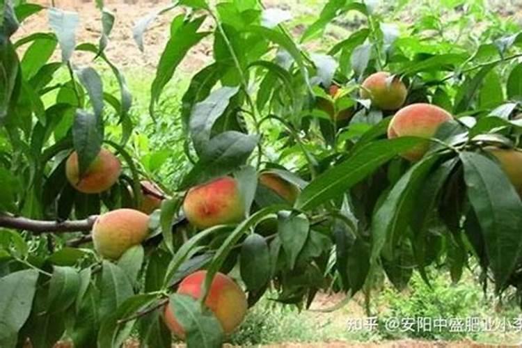 桃子快要成熟时,怎样让桃子更好地“上色”？