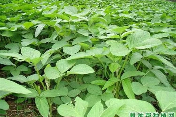 黄豆怎样做花肥黄豆可以直接做肥料吗