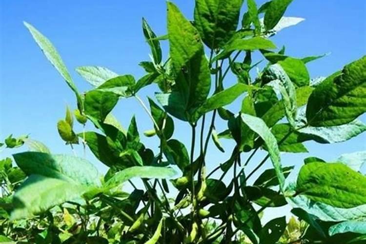 云和县锦禾有机肥加工厂怎么样？