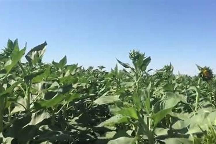 油茶树一年要施几次肥 施什么肥长的快