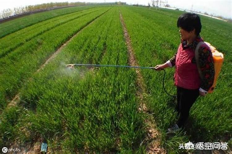 种黄豆用什么肥料最好