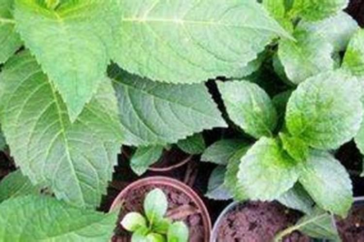 农作物不重视补钙容易出现哪些生理病害？如何提前防范？