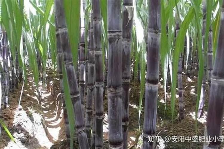 甘蔗用什么肥料最好