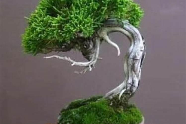 用青苔种兰花怎么施肥