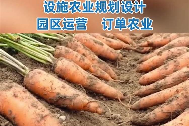 瓜苗叶可以吃吗