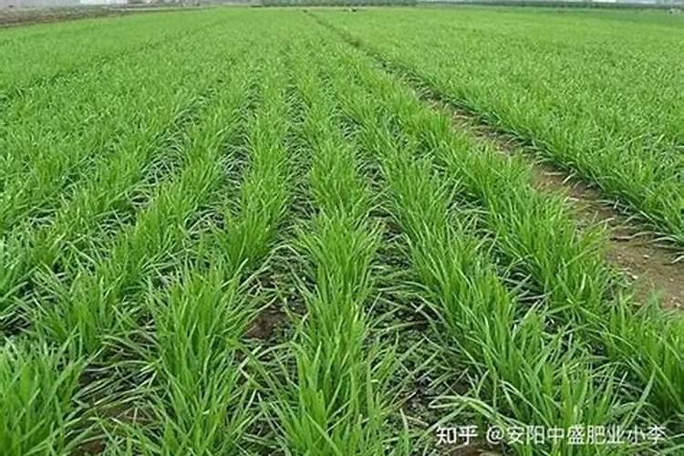 向日葵什么时候需要施肥呢？