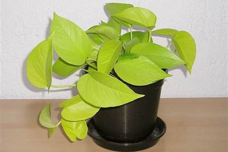 露天西瓜种植技术与管理方法(田间栽培西瓜的时间和注意事项)