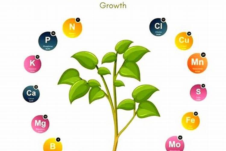 什么花用中微量元素肥