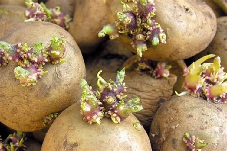 土豆发芽了怎么种？