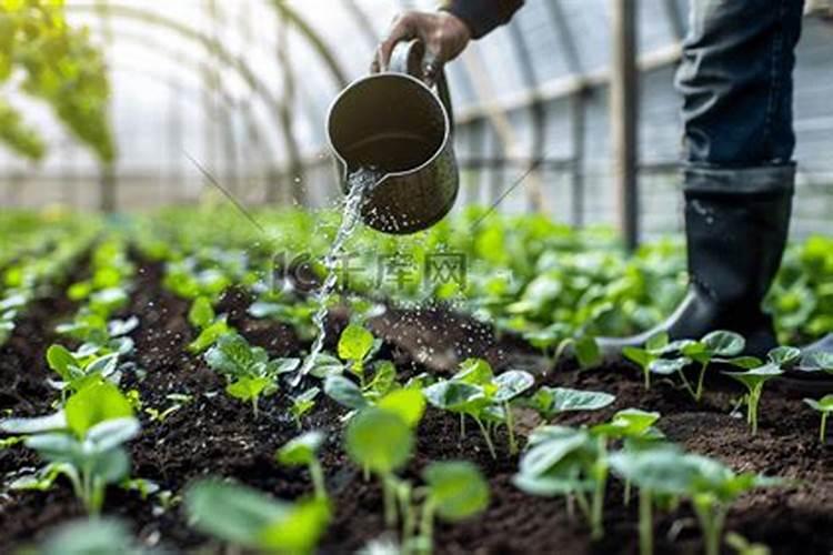 丹参底肥放什么肥好(底肥施用方法)