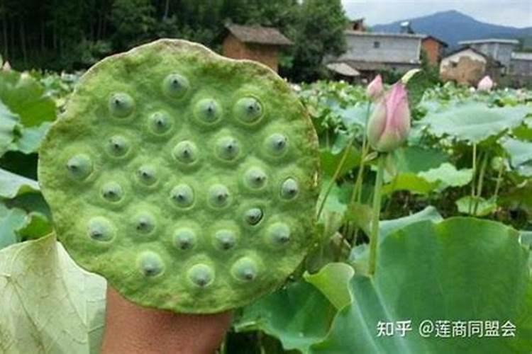 莲子种植时间及方法