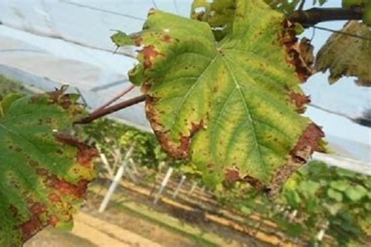 甘蔗几月份停止施肥