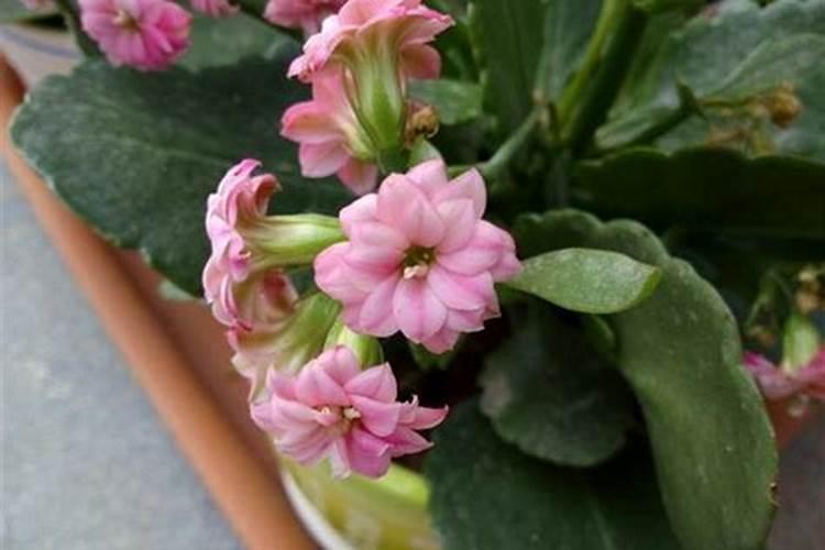 在农作物钾肥施用过程中,要做好哪几点,肥效更高？