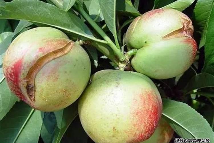 玉米扬花期能打叶面肥吗