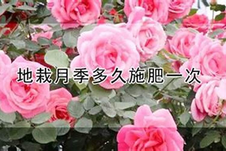 月季要怎样追肥？