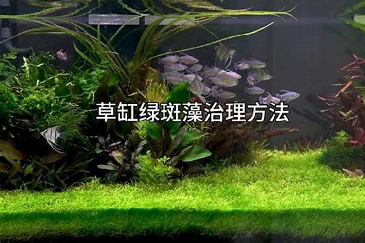 水榕叶子上很多绿斑藻 还有缸壁上 60缸 90瓦 6小时光照 应该不算强吧...